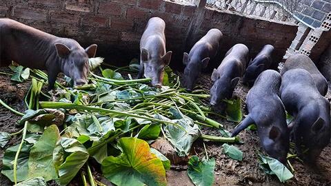 Bình Định: Phong trào nuôi heo rừng lai ở Tây Giang