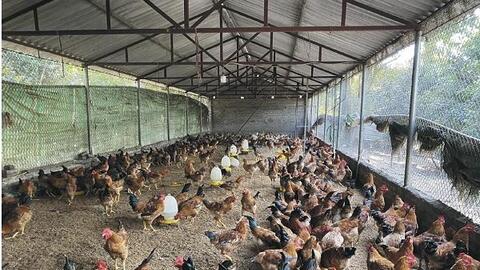 Hiệu quả từ chăn nuôi gà vi sinh