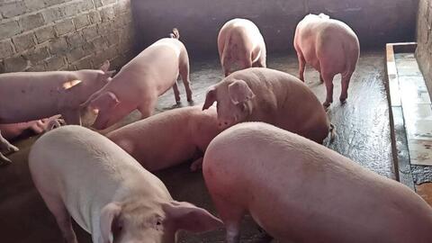 Giá heo hơi hôm nay 13/1: Tăng cao nhất 3.000 đồng/kg