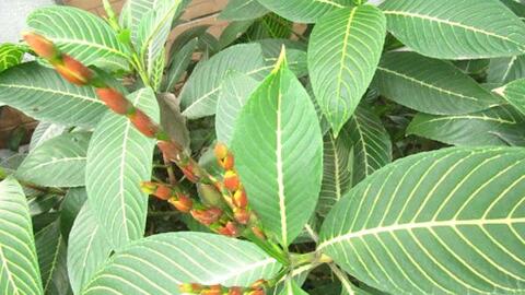 Ứng dụng chế phẩm polyphenols chiết xuất từ cây chè trong sản xuất thuốc lá điếu