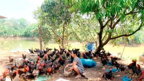 Người nuôi lo đợt ‘bão giá’ thức ăn chăn nuôi mới