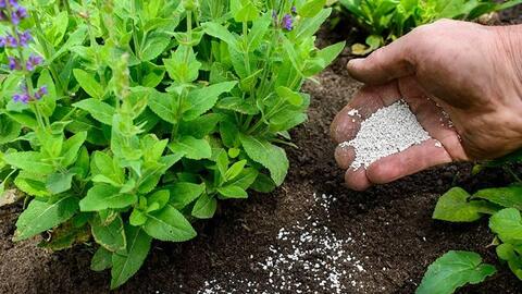 Thiết kế gene các chủng vi khuẩn để bón phân cho cây trồng