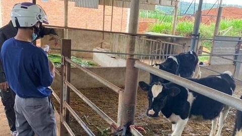 Ban hành kế hoạch phòng, chống bệnh Viêm da nổi cục ở trâu bò, giai đoạn 2022 – 2030 trên địa bàn tỉnh Bà Rịa – Vũng Tàu