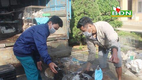 Đắk Nông: Xây dựng vùng nuôi thỏ quy mô hàng hóa ở Đắk R’moan