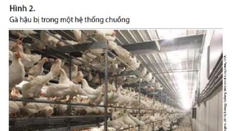 5 gợi ý tăng lợi nhuận từ chăn nuôi gà đẻ theo kiểu lồng tự do