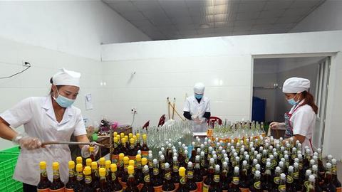 Ứng dụng vi khuẩn lactic: Giải pháp mới cho nước mắm truyền thống