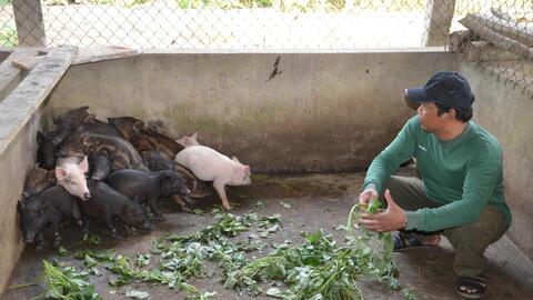 Anh Đinh Văn Ó (Quảng Ngãi): Thoát nghèo nhờ nuôi heo rừng