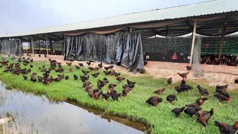 5 tháng đầu năm 2022, giá thức ăn chăn nuôi tăng 6 lần