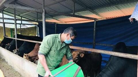 Ông Hoàng Văn Xanh (Hà Giang): Thu lãi 350 triệu mỗi năm nhờ nuôi vỗ béo bò