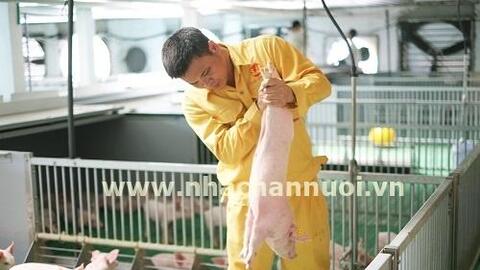 Phú Lương (Thái Nguyên): Thống nhất triển khai dự án chăn nuôi lợn công nghệ cao