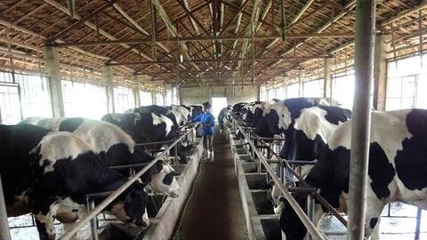 Chăn nuôi bò sữa tại Hà Nội: Còn nhiều dư địa phát triển