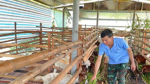 Nghệ An: Người đầu tiên đưa giống dê lai Boer về nuôi