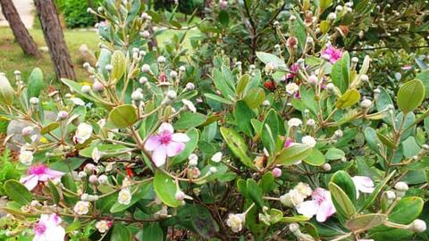 Nghiên cứu tác dụng kháng vi khuẩn Streptococcus mutans và độc tính của phân đoạn chiết lá sim