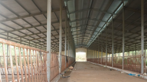 Đắk Nông: Chuyển “siêu dự án” chăn nuôi bò 2.632 tỷ đồng công nghệ cao sang chăn nuôi heo