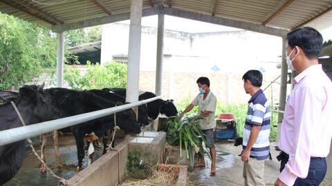 Thủ Thừa (Long An): Tiếp vốn cho hộ chăn nuôi bò theo hướng ứng dụng công nghệ cao