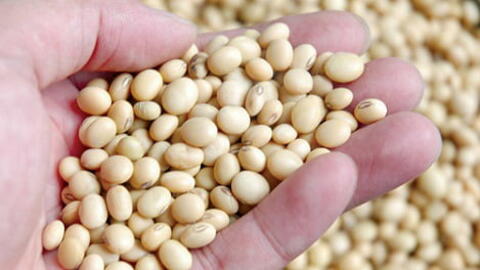 Kim ngạch nhập khẩu đậu tương 6 tháng đầu năm 2022 tăng 15,5%