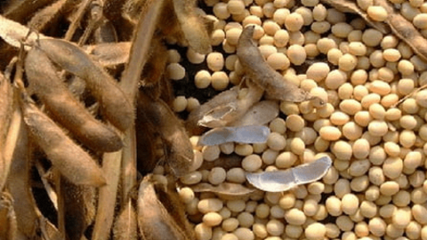 Braxin: Chuẩn bị gieo trồng vụ đậu tương lớn nhất