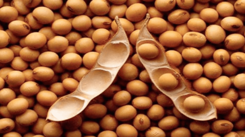 Thị trường nhập khẩu đậu tương 8 tháng năm 2022