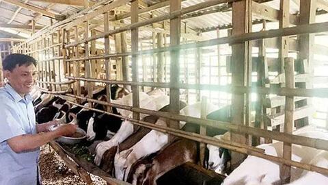 Chăn nuôi kết hợp trồng trọt: Mô hình kinh tế tuần hoàn cho nông hộ