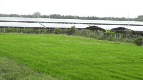 Trang trại gà ‘độc nhất vô nhị’ ở Tây Ninh