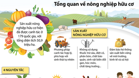 Nông nghiệp hữu cơ: Trách nhiệm xã hội