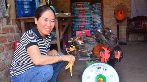 Quảng Ngãi:  Hiệu quả mô hình nuôi gà thả vườn theo qui trình VietGAHP gắn với tiêu thụ sản phẩm