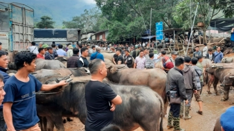 Chăn nuôi trâu, bò ngóng thị trường