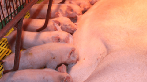 Sự đồng nhiễm trong bệnh lý hô hấp phức hợp ở heo và giải pháp giảm thiểu thiệt hại