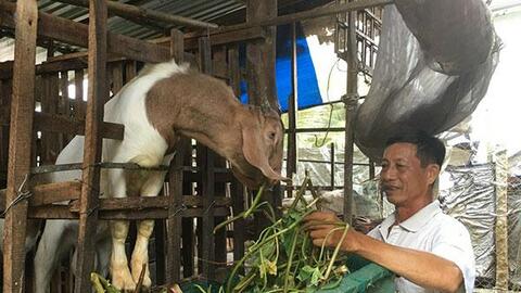 Hợp tác nuôi dê, tăng thu nhập