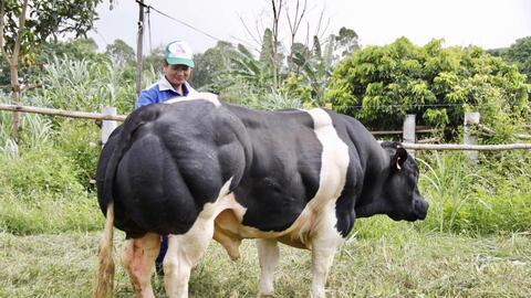 Tăng sức cạnh tranh cho chăn nuôi bò thịt