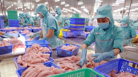 Tín hiệu mừng từ con cá tra