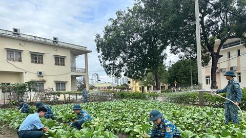 Tăng gia giữa phố biển