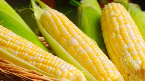 Một số suy nghĩ về phát triển trồng ngô phục vụ cho chăn nuôi   