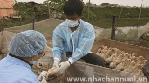 Chăn nuôi Hà Nội năm 2023: Đối mặt với quá trình đô thị hóa nhanh