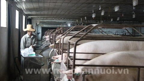 Hội chăn nuôi Thú y tỉnh Hải Dương: Chuyển giao tiến bộ kỹ thuật là nhiệm vụ trọng tâm