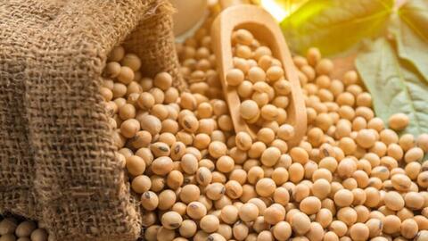 Nhập khẩu ngô, đậu tương và lúa mì năm 2022