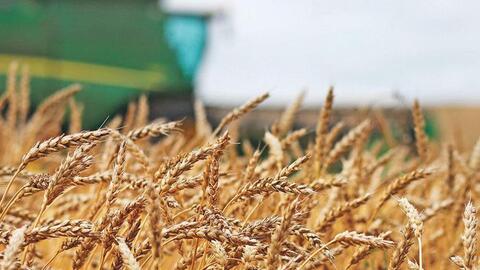 Kim ngạch nhập khẩu lúa mì năm 2022 tăng 14%