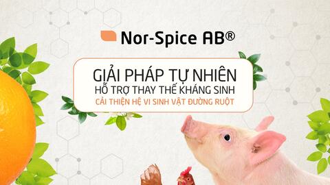 Không có “Viên Đạn Bạc” nào có thể thay thế kháng sinh kích thích tăng trưởng (AGPs)?