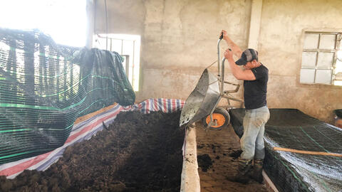 Trang trại tuần hoàn: Nuôi bò sữa – làm phân trùn