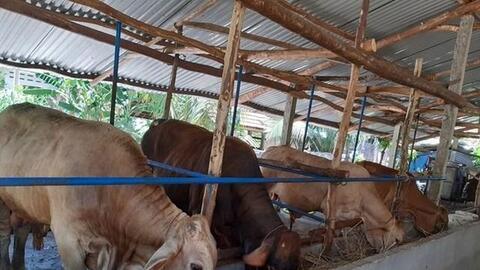 Phú Yên: Triển khai mô hình nuôi bò vỗ béo
