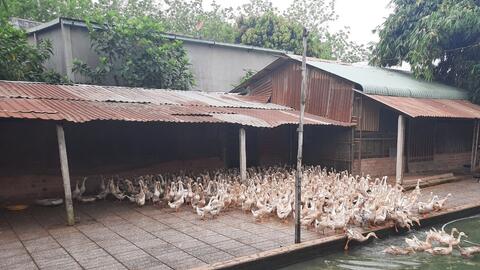 Hiệu quả từ mô hình nuôi vịt đẻ trên cạn 