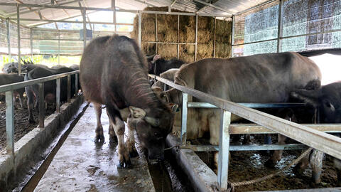 Lâm Đồng: Người Đạ Sar đưa trâu về nhà