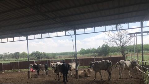 Hai cơ sở chăn nuôi bị đề nghị xử phạt 110 triệu đồng vì sử dụng chất cấm trong chăn nuôi 