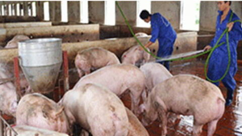 Quy chuẩn kỹ thuật quốc gia về nước thải chăn nuôi sử dụng cho cây trồng