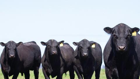 Nghiên cứu giúp giảm tác động của chăn nuôi gia súc đến khí hậu