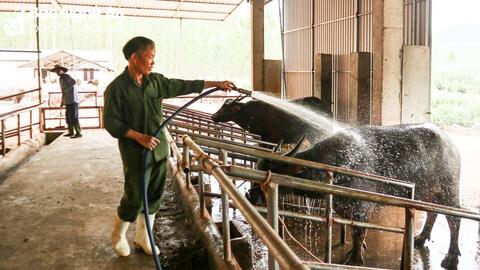 Vì sao Trung Quốc mở cửa biên giới, giá trâu, bò ở Nghệ An vẫn ‘chạm đáy’?