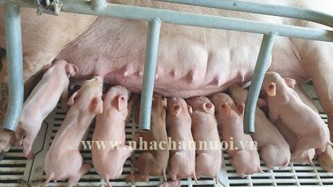 Sử dụng nitrate và nitrite cho heo nái mang thai: Khả năng ứng dụng và những điều thận trọng