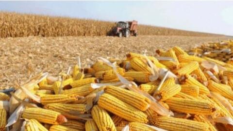 Tình hình nhập khẩu phụ phẩm từ ngô (DDGS, cám ngô, bột gluten ngô) năm 2022 và dự báo