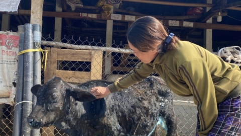 Bệnh viêm da nổi cục và lở mồm long móng cùng xuất hiện trên bò