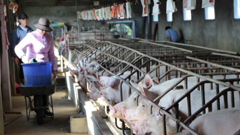 Ngành chăn nuôi heo: Chờ khởi sắc